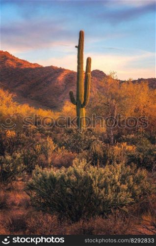 cactus desert hill clouds nature