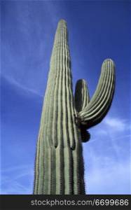Cactus Extending Into Blue Sky