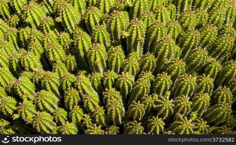 Cactus Festival Green Plant Life Desert Ground Cover