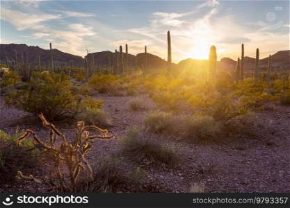 cactus field  in a mountains, Arizona, USA