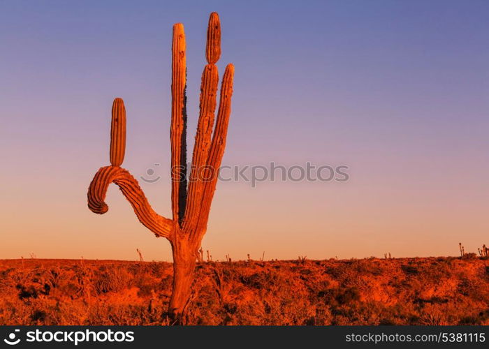 Cactus fields in Mexico,Baja California