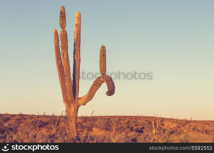 Cactus fields in Mexico,Baja California