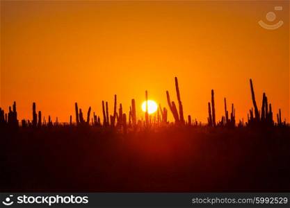 Cactus fields in Mexico, Baja California