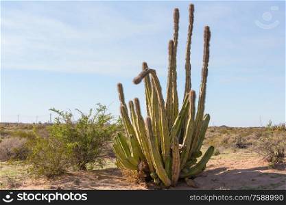 Cactus fields in Mexico, Baja California