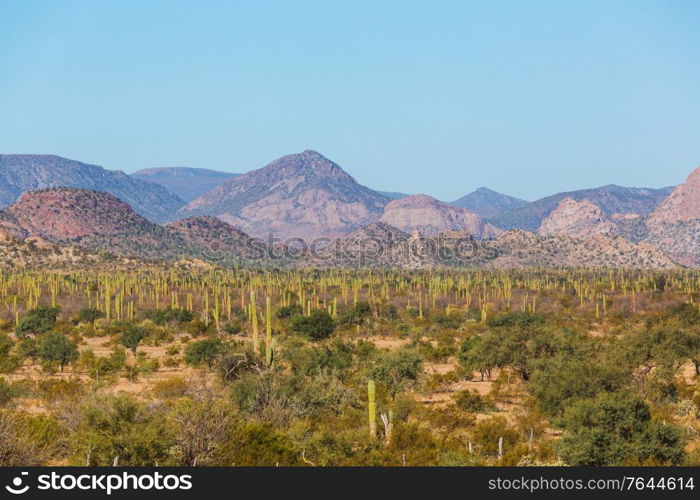 Cactus fields in Mexico, Baja California