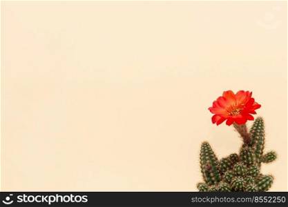 Cactus flower isolated on a yellow background. Minimal creative abstract summer concept. Rectangle layout with copy space. Cactus flower isolated on a yellow background