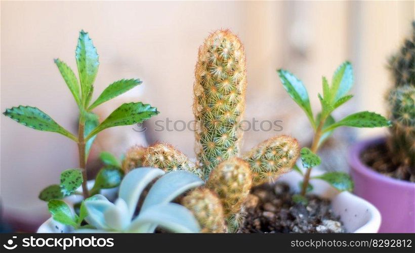 cactus flower natural nature