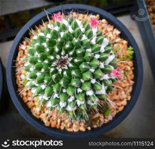 Cactus flower pink tiny in pot in the garden nursery cactus farm agriculture greenhouse