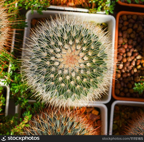 Cactus flower tiny little in pot in the garden nursery cactus farm agriculture greenhouse