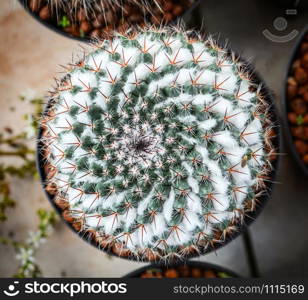 Cactus flower tiny little in pot in the garden nursery cactus farm agriculture greenhouse