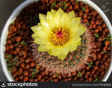 Cactus flower yellow tiny in pot in the garden nursery cactus farm agriculture greenhouse