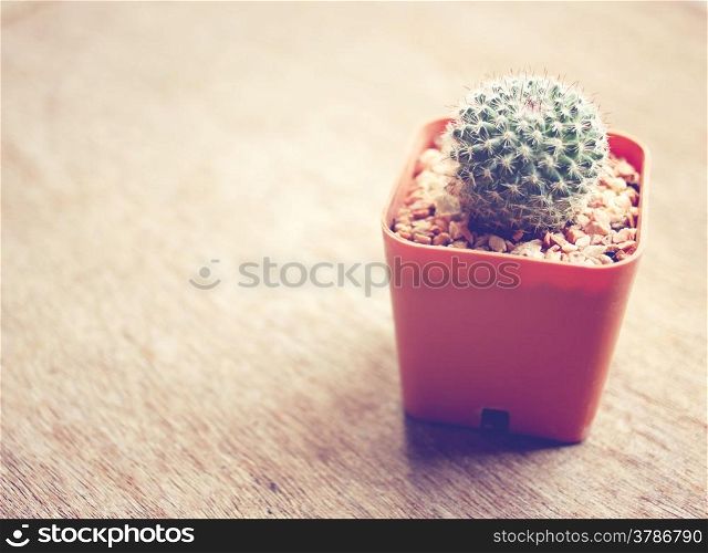 Cactus for decorated with retro filter effect