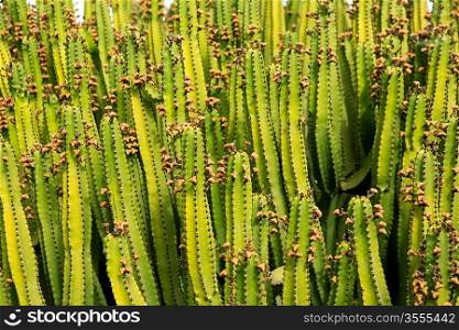 Cactus from Lanzarote pattern texture in Canary Islands