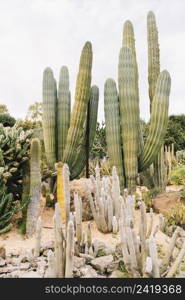 cactus growing field