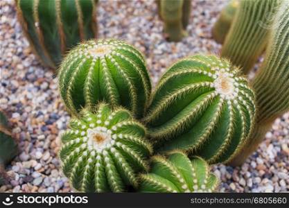 Cactus growing in rock bed, Flower,Cactus Plant, Succulent Plant
