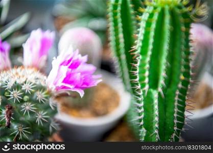 Cactus (Gymno ,Gymnocalycium) and Cactus flowers in cactus garden many size and colors popular use for decorative in house or flower shop. Cactus and Cactus flowers popular for decorative