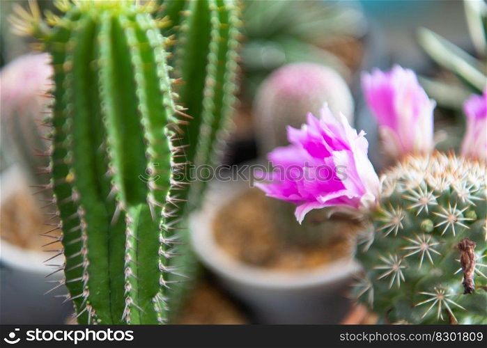 Cactus  Gymno ,Gymnocalycium  and Cactus flowers in cactus garden many size and colors popular use for decorative in house or flower shop. Cactus and Cactus flowers popular for decorative