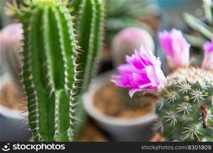Cactus (Gymno ,Gymnocalycium) and Cactus flowers in cactus garden many size and colors popular use for decorative in house or flower shop. Cactus and Cactus flowers popular for decorative