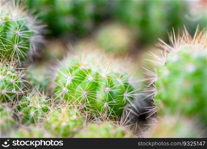 Cactus  Gymno ,Gymnocalycium  and Cactus flowers in cactus garden many size and colors popular use for decorative in house or flower shop. Cactus and Cactus flowers popular for decorative