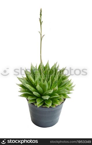 Cactus (Haworthia mucronata) Isolated On White Background.