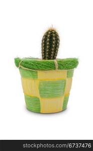 cactus in a decorative pot, isolated on white background