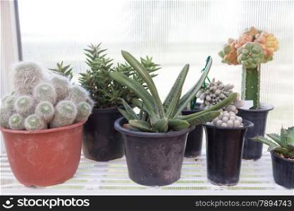 Cactus in a pot. Many species of cactus yards Local agricultural cultivation