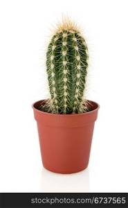 cactus in a pot over white background