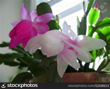 Cactus in bloom by pink and white colors under the sunlight