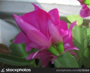 Cactus in bloom by pink color under the sunlight