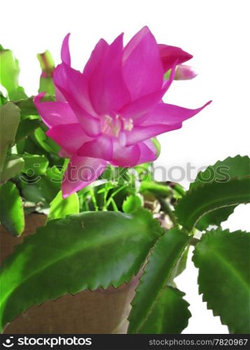 Cactus in bloom by pink colors under the sunlight isolated