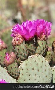 Cactus in bloom in Arizona, southwestern Sonoran desert;
