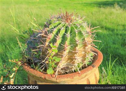 Cactus in clay pot. Cactus in clay pot at sun light