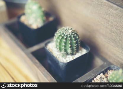 cactus in coffee cafe