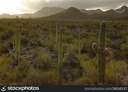 Cactus in desert USA