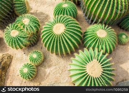 Cactus in gardens are a beautiful and natural.