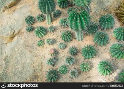 Cactus in gardens are a beautiful and natural.