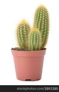 cactus in pot isolated on white