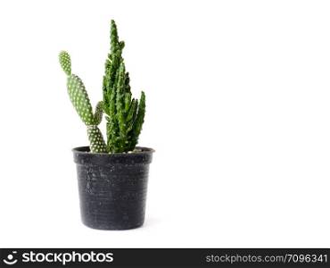 cactus in pot isolated on white background with copy space.