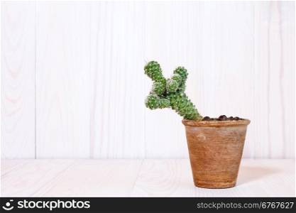 Cactus in pot on white wooden background