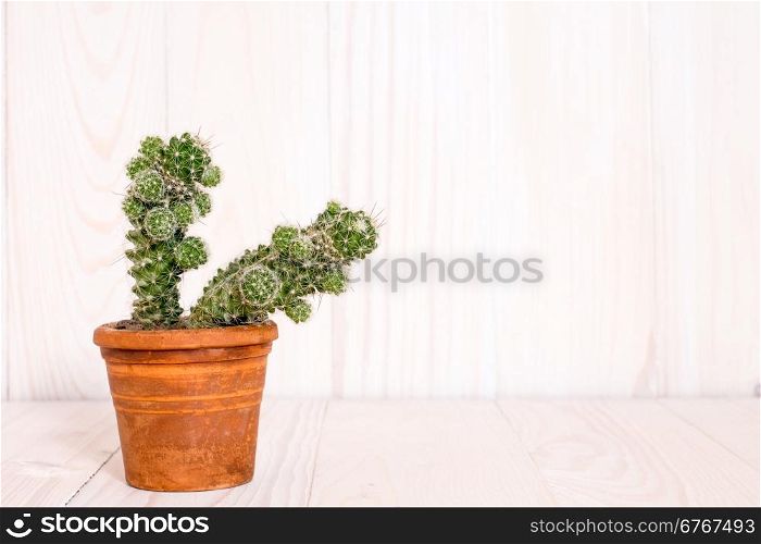 Cactus in pot on wooden background with copy space