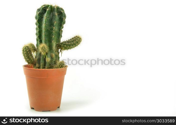 Cactus in pot plant isolated on white background. Cactus in pot plant isolated