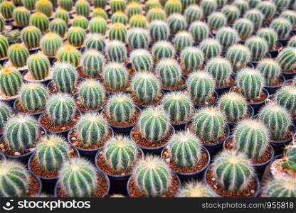 Cactus in pots in the garden nursery cactus farm agriculture greenhouse