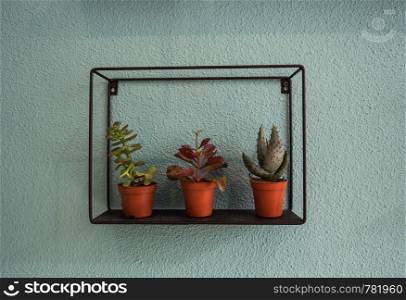 Cactus in pots on blue wall Background texture, modern design. Cactus in pots on blue wall Background texture