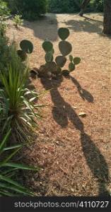 Cactus in St Maxime, French Riviera