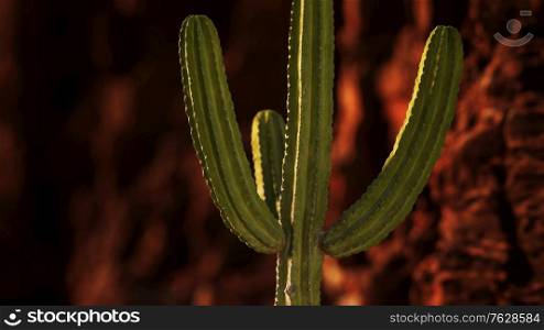 cactus in the Arizona desert near red rock stones