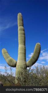 Cactus in the canyon in Arizona