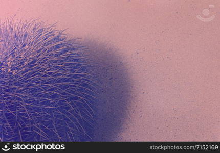 Cactus in vibrant shades of pink and blue. Summer background with a cactus on hot sand in a harsh light