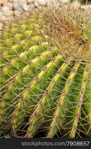 Cactus is a plant that needs very little water. Green cactus