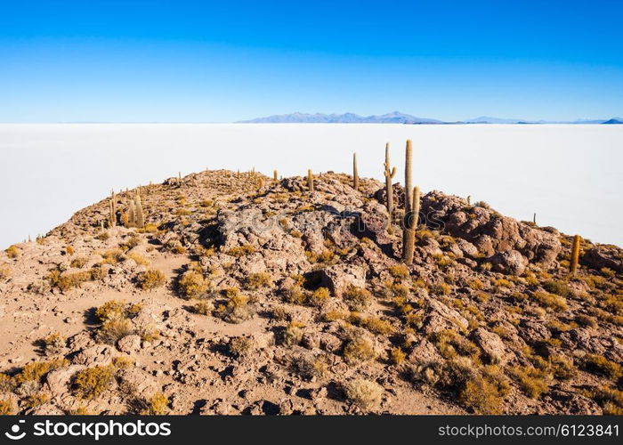 Cactus island on Salar de Uyuni (Salt Flat) near Uyuni, Bolivia