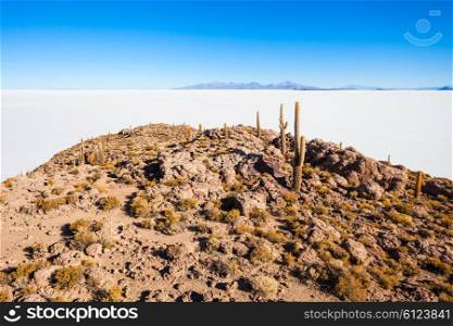 Cactus island on Salar de Uyuni (Salt Flat) near Uyuni, Bolivia